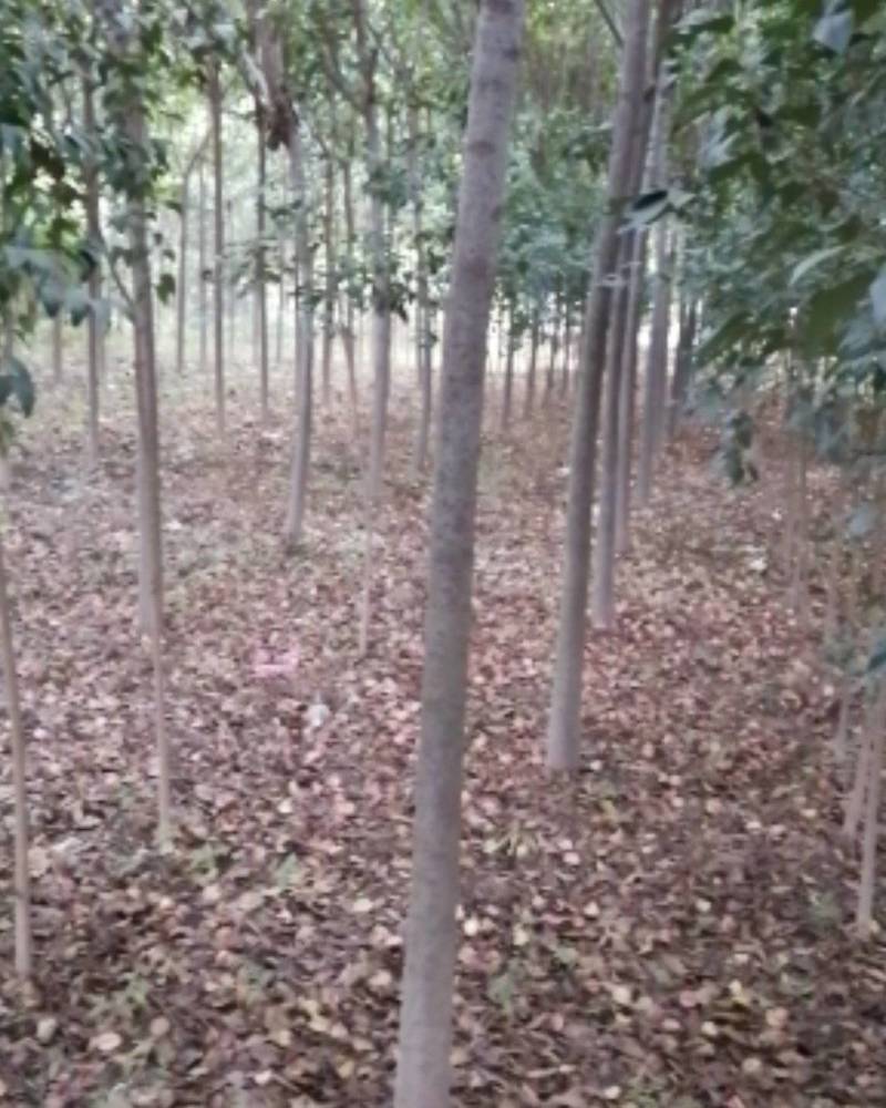 栾树河南栾树栾树批发基地基地直接批发价格低