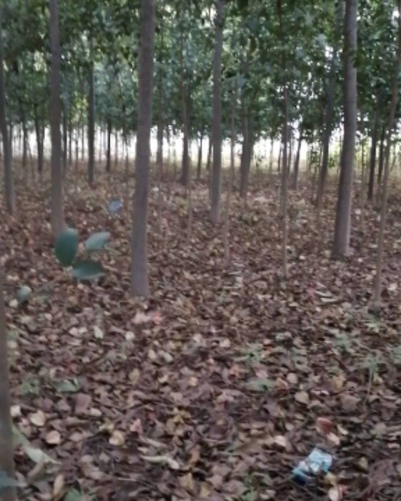 栾树河南栾树栾树批发基地基地直接批发价格低
