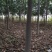 栾树河南栾树栾树批发基地基地直接批发价格低