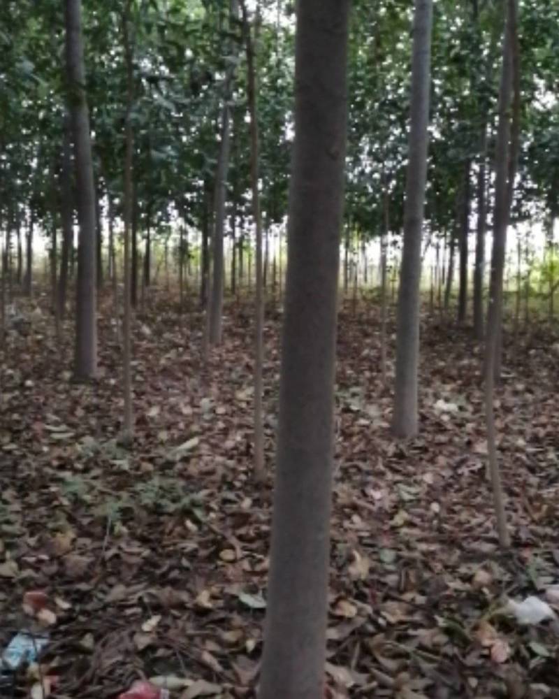 栾树河南栾树栾树批发基地基地直接批发价格低