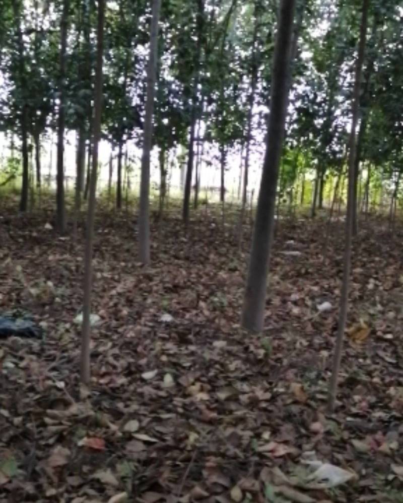 栾树河南栾树栾树批发基地基地直接批发价格低