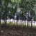 栾树河南栾树栾树批发基地基地直接批发价格低
