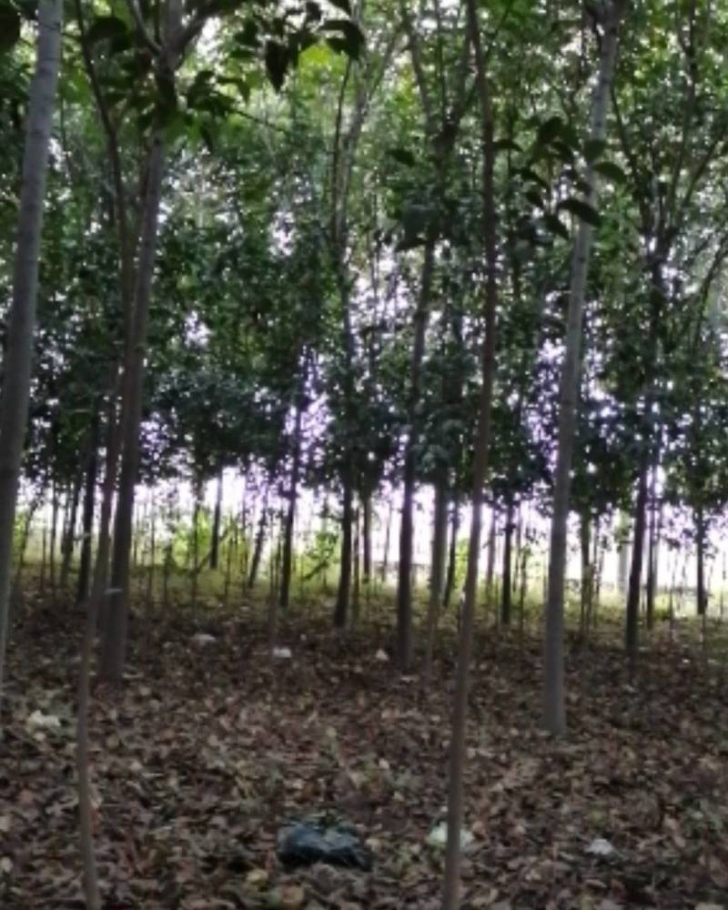 栾树河南栾树栾树批发基地基地直接批发价格低