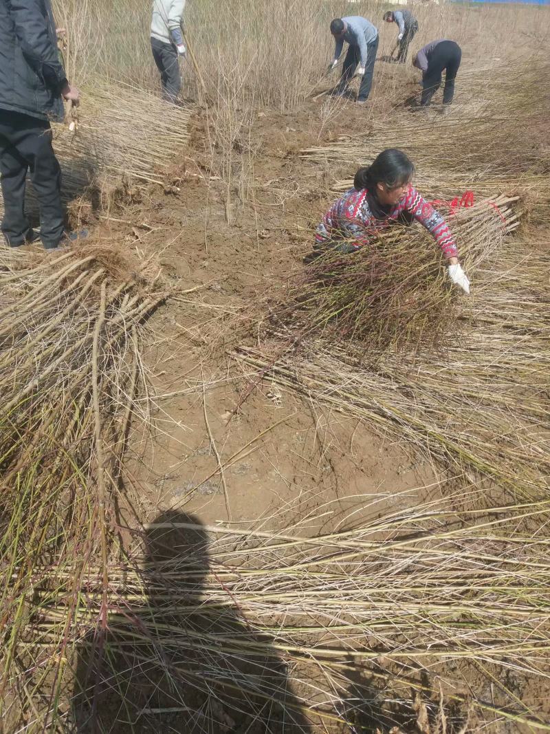 毛桃树苗规格齐全0.8-3公分1-2年苗量大从优