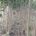 杨树苗杨树苗批发河南杨树苗基地直接批发,价格低