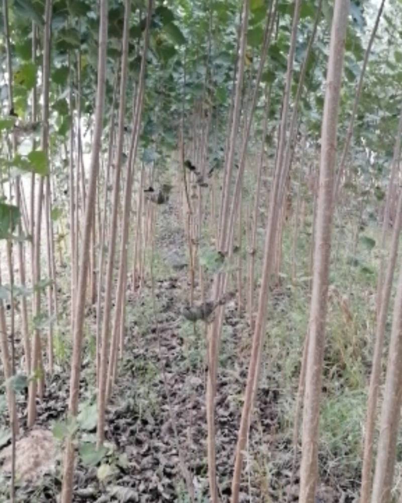 杨树苗杨树苗批发河南杨树苗基地直接批发，价格低