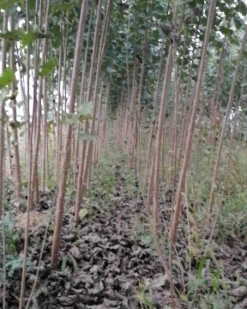 杨树苗杨树苗批发河南杨树苗基地直接批发，价格低
