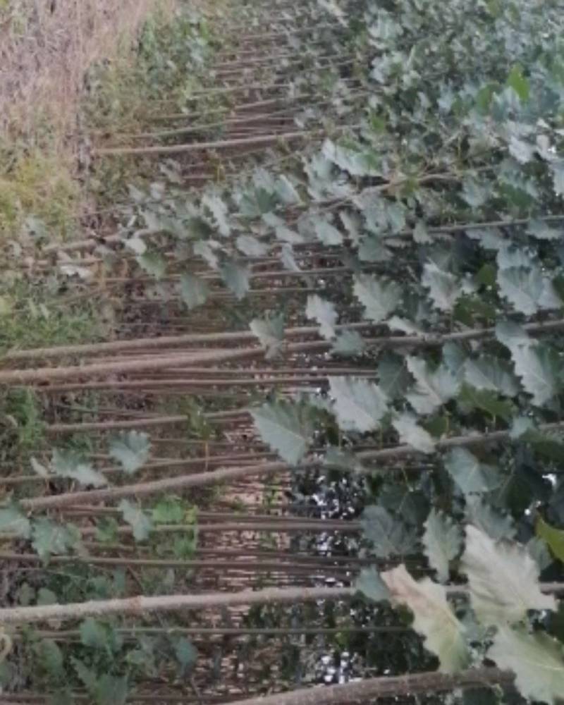 杨树苗河南杨树苗批发基地直接批发，价格低