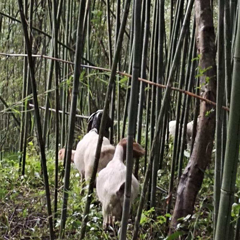 水竹子长短大小各种规格都有