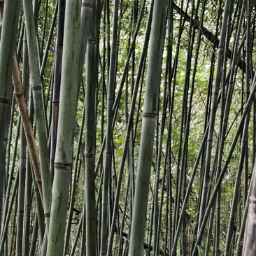 水竹子长短大小各种规格都有