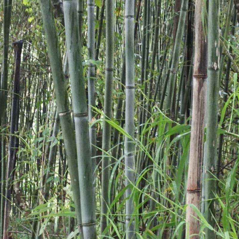 水竹子长短大小各种规格都有