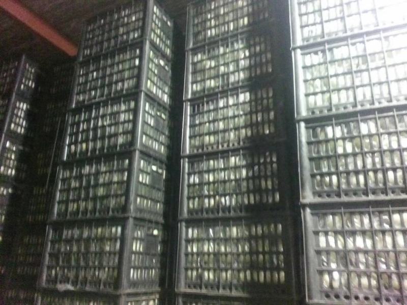 深州水果之乡程屯明义站:大量供应〈〈王林〉〉