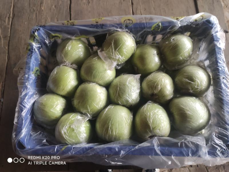 深州水果之乡程屯明义站:大量供应〈〈王林〉〉