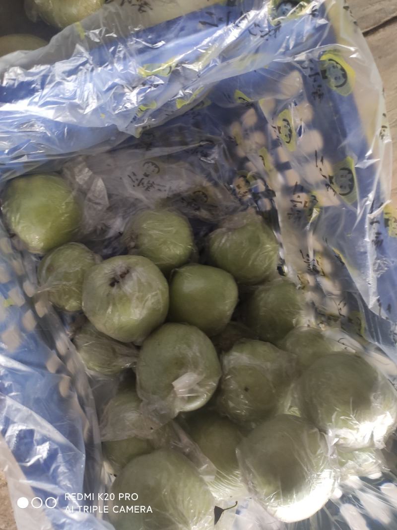 深州水果之乡程屯明义站:大量供应〈〈王林〉〉
