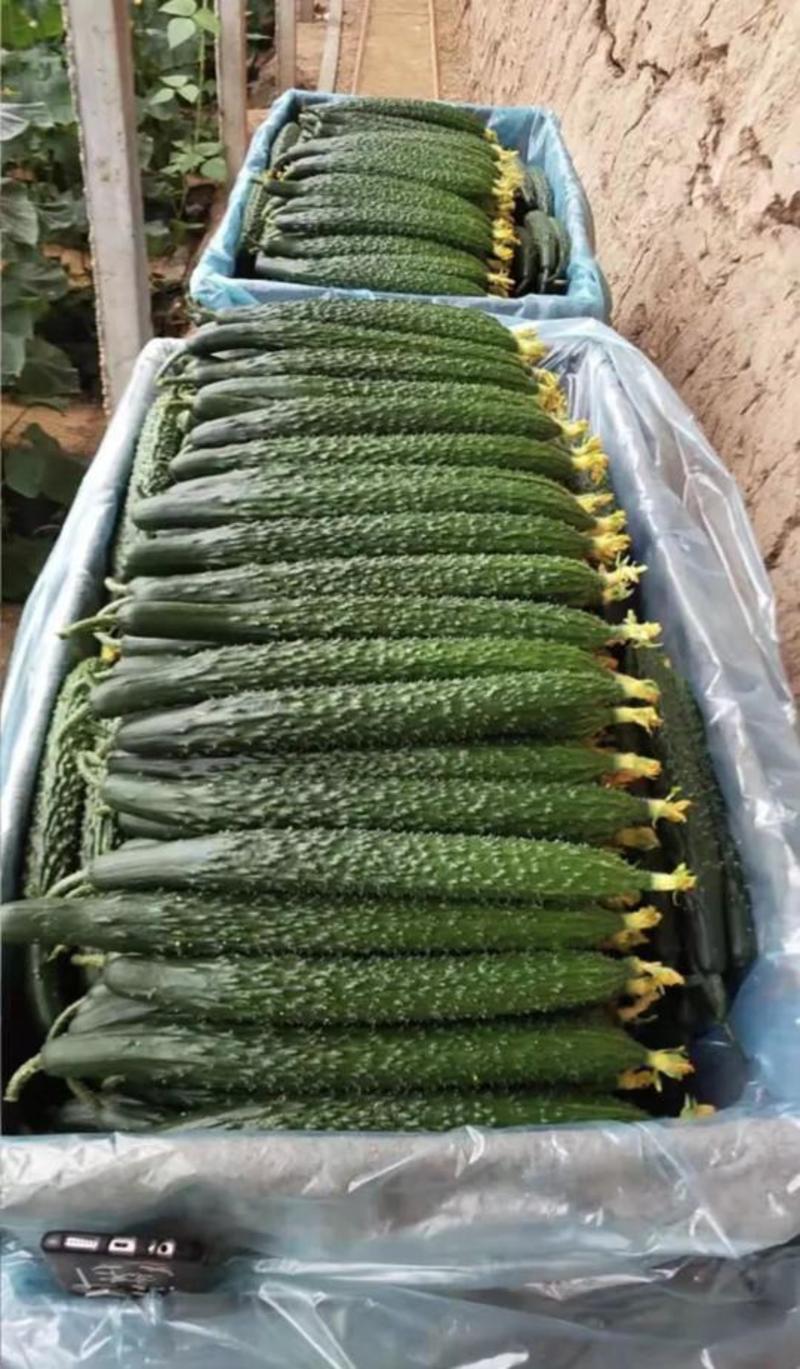 【热卖】黄瓜，鲜花带刺品质优良量大从优