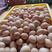 广西北海坡养，海养鲜鸭蛋，大量有货，欢迎批发