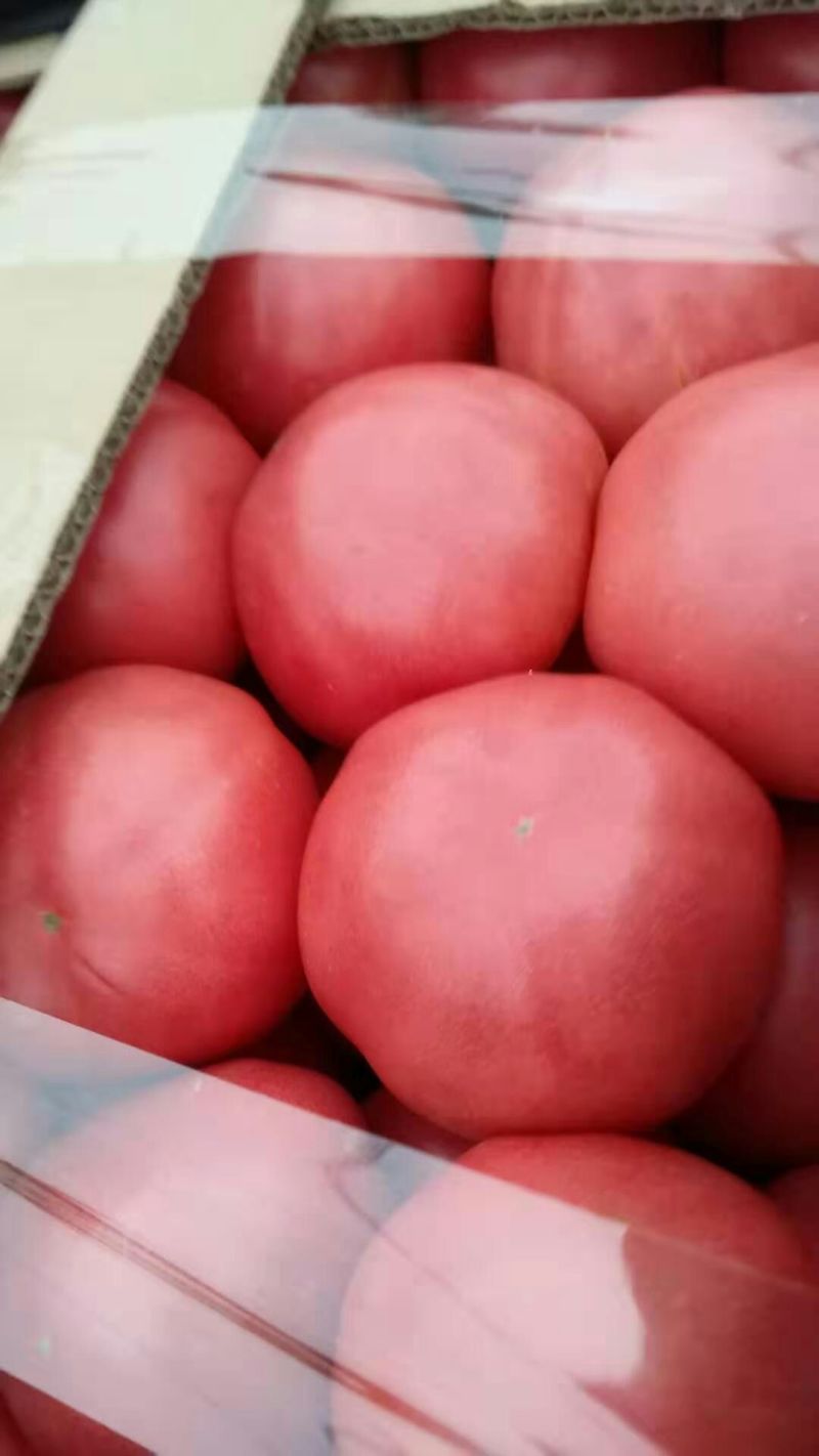 农联社老贺果蔬购销大量供应