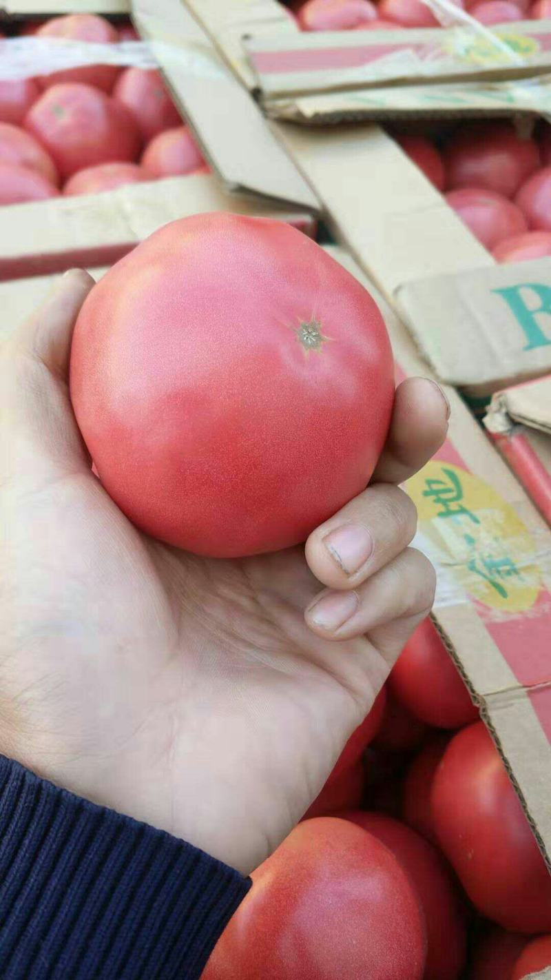 农联社老贺果蔬购销大量供应