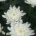 香花园专业菊花鲜切花批发1~1.5m