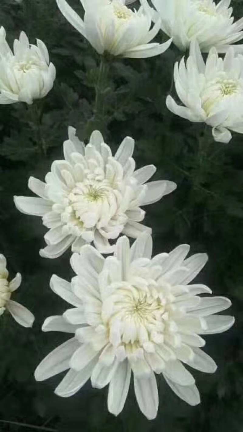 香花园专业菊花鲜切花批发1~1.5m