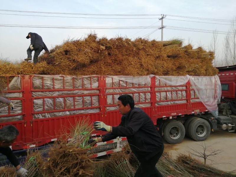 冬桃树苗晚熟桃苗基地冬雪蜜桃苗金秋红蜜桃苗