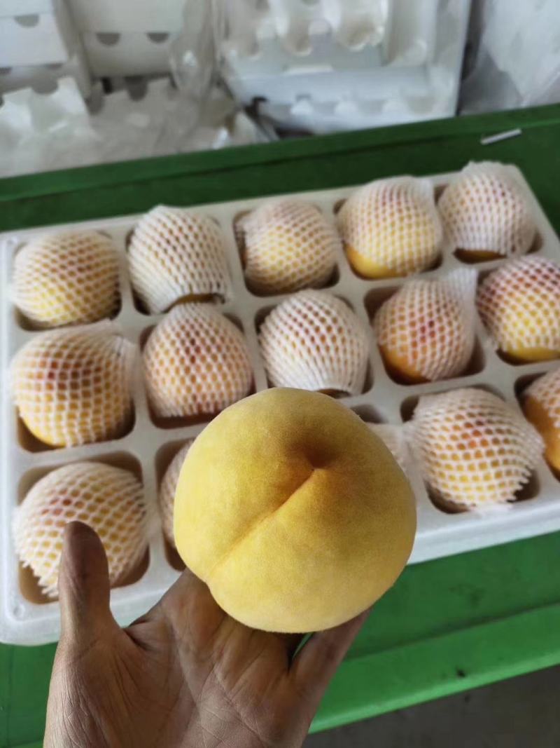 黄桃树苗品非洲蜜黄桃苗晚熟黄金蜜黄桃苗晚熟黄桃苗基地