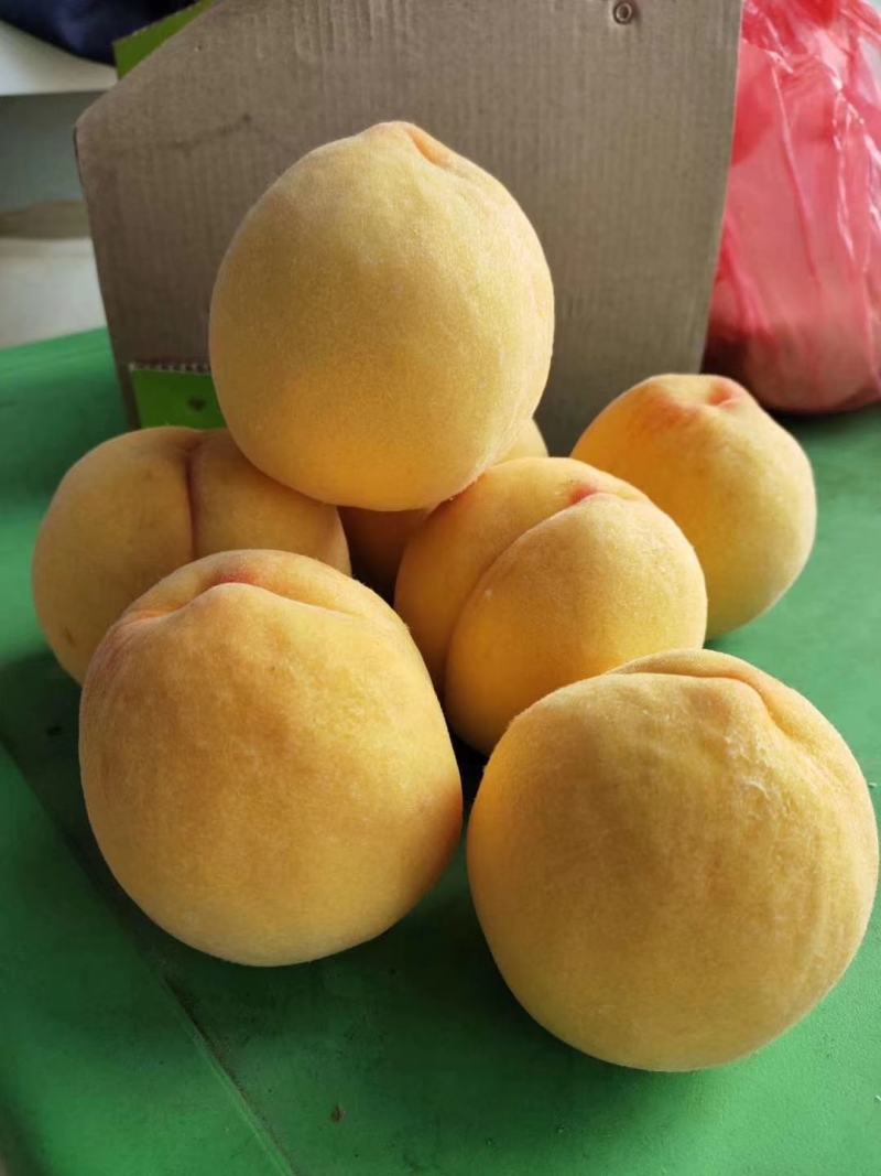 黄桃树苗品非洲蜜黄桃苗晚熟黄金蜜黄桃苗晚熟黄桃苗基地