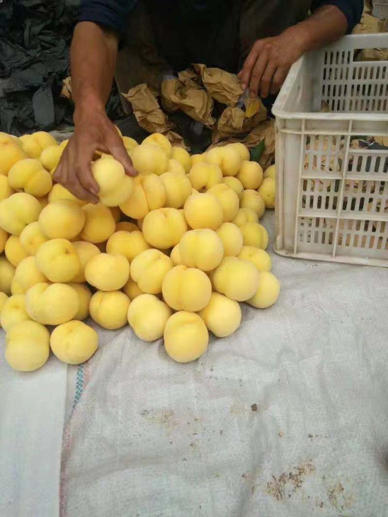黄桃树苗品非洲蜜黄桃苗晚熟黄金蜜黄桃苗晚熟黄桃苗基地