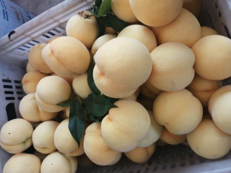 黄桃树苗品非洲蜜黄桃苗晚熟黄金蜜黄桃苗晚熟黄桃苗基地