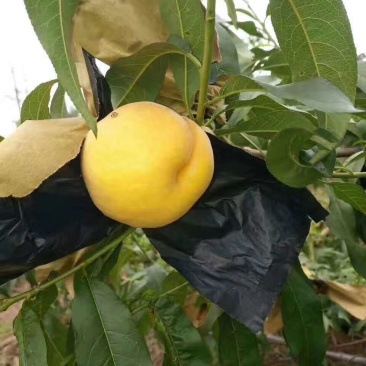 黄桃树苗品非洲蜜黄桃苗晚熟黄金蜜黄桃苗晚熟黄桃苗基地