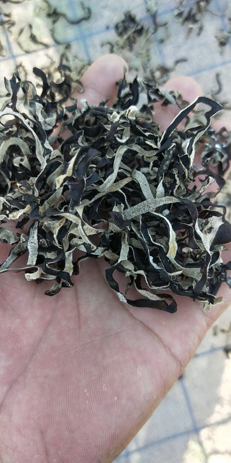 木耳丝木耳丝木耳丝木耳丝