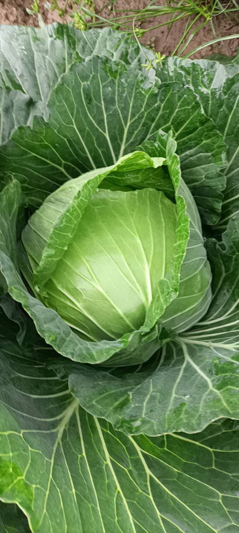 湖北平包新鲜蔬菜大量上市，质量保，欢迎质询