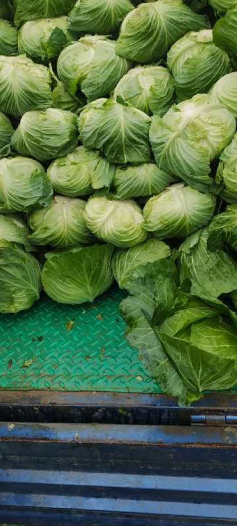 湖北平包新鲜蔬菜大量上市，质量保，欢迎质询