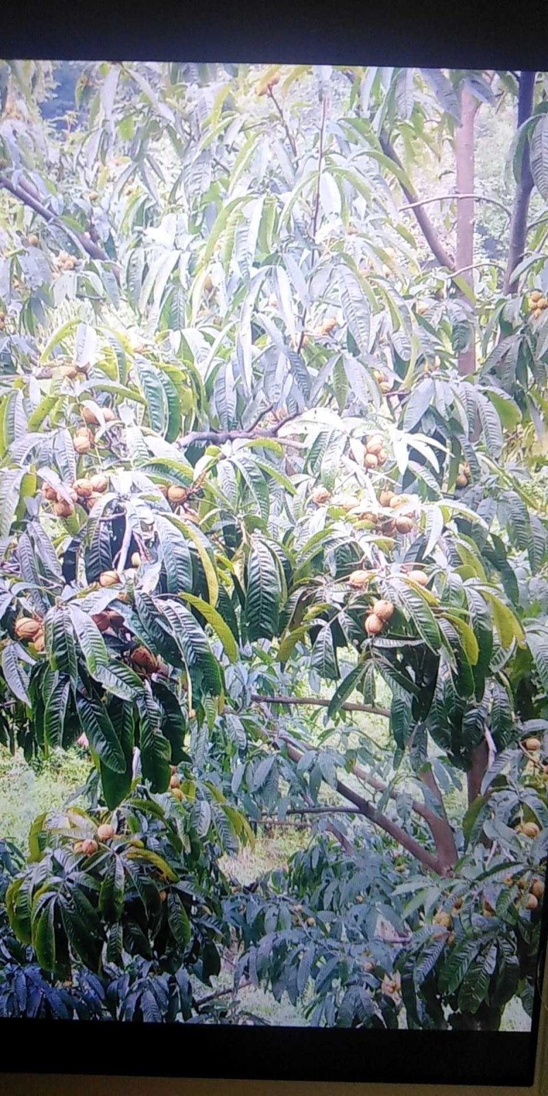 今天发货，马上就装好了，今年货快走完了。有需要的老板赶紧