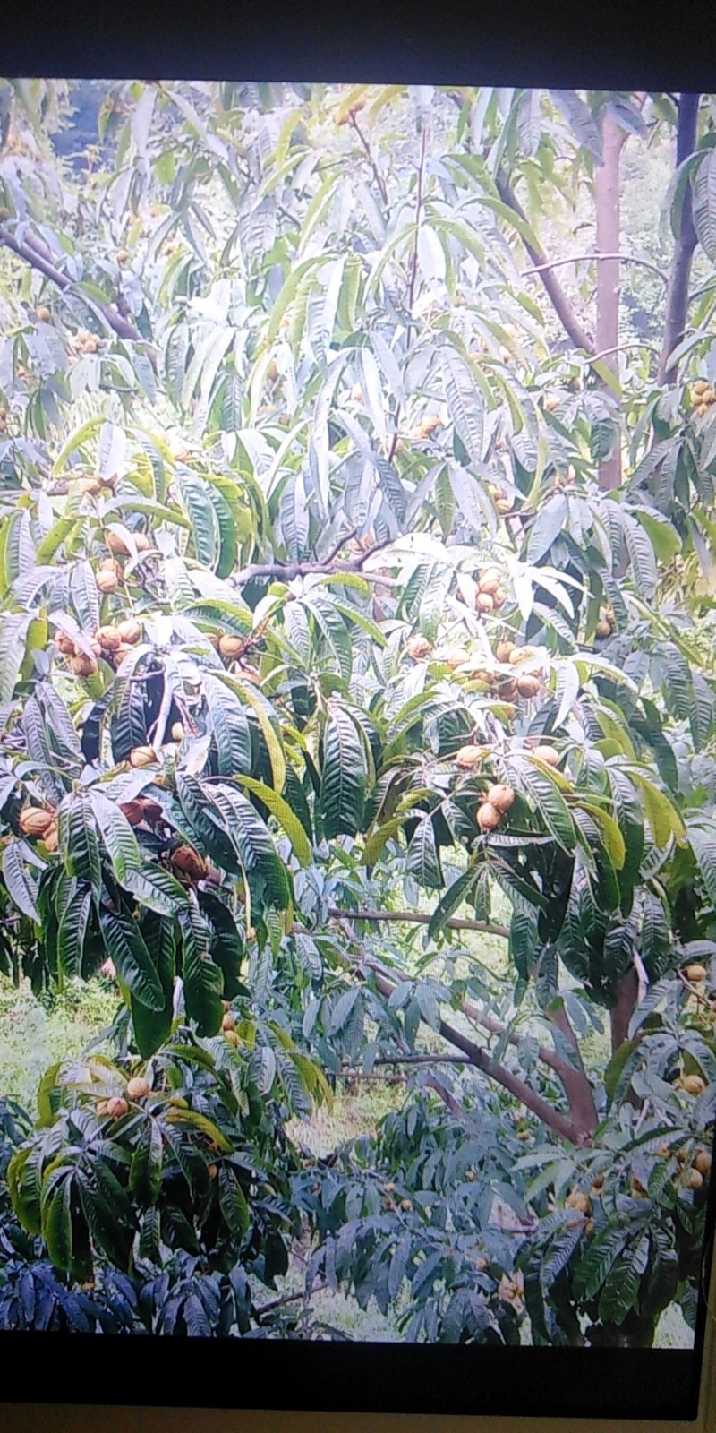 今天发货，马上就装好了，今年货快走完了。有需要的老板赶紧
