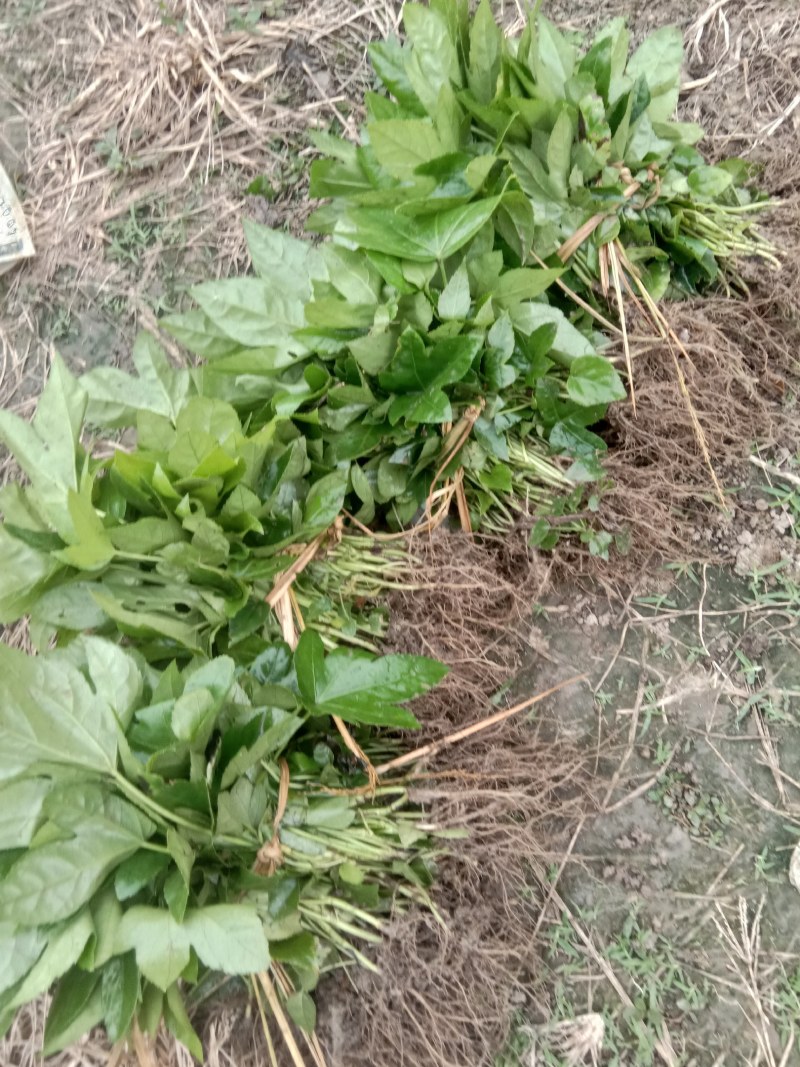 八角金盘，小苗，适合移栽杯苗，栽得快长得也快