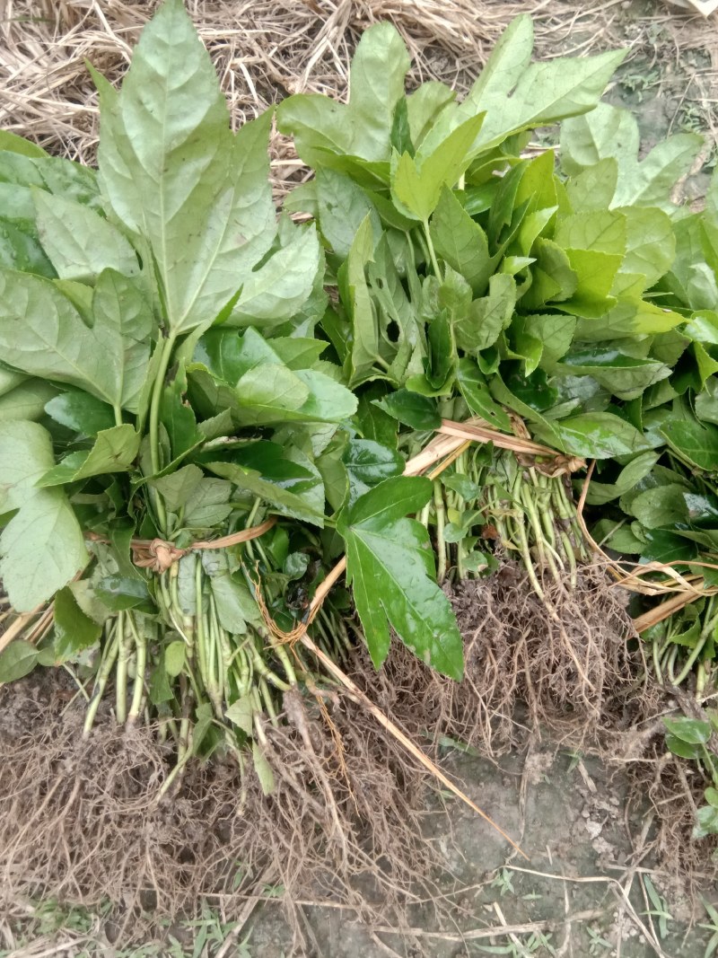 八角金盘，小苗，适合移栽杯苗，栽得快长得也快
