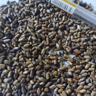 决明子泡茶，枕头纯净货，干净没杂质