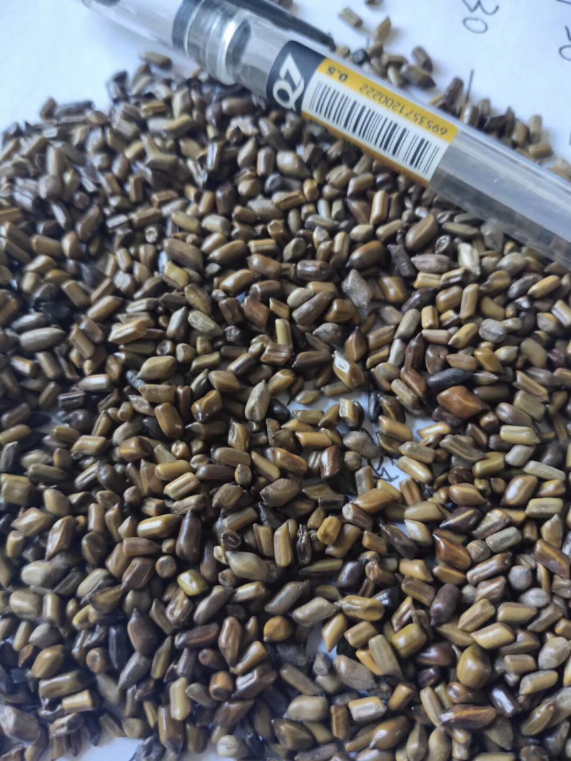 决明子泡茶，枕头纯净货，干净没杂质