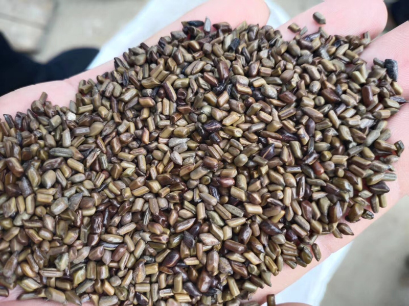决明子泡茶，枕头纯净货，干净没杂质