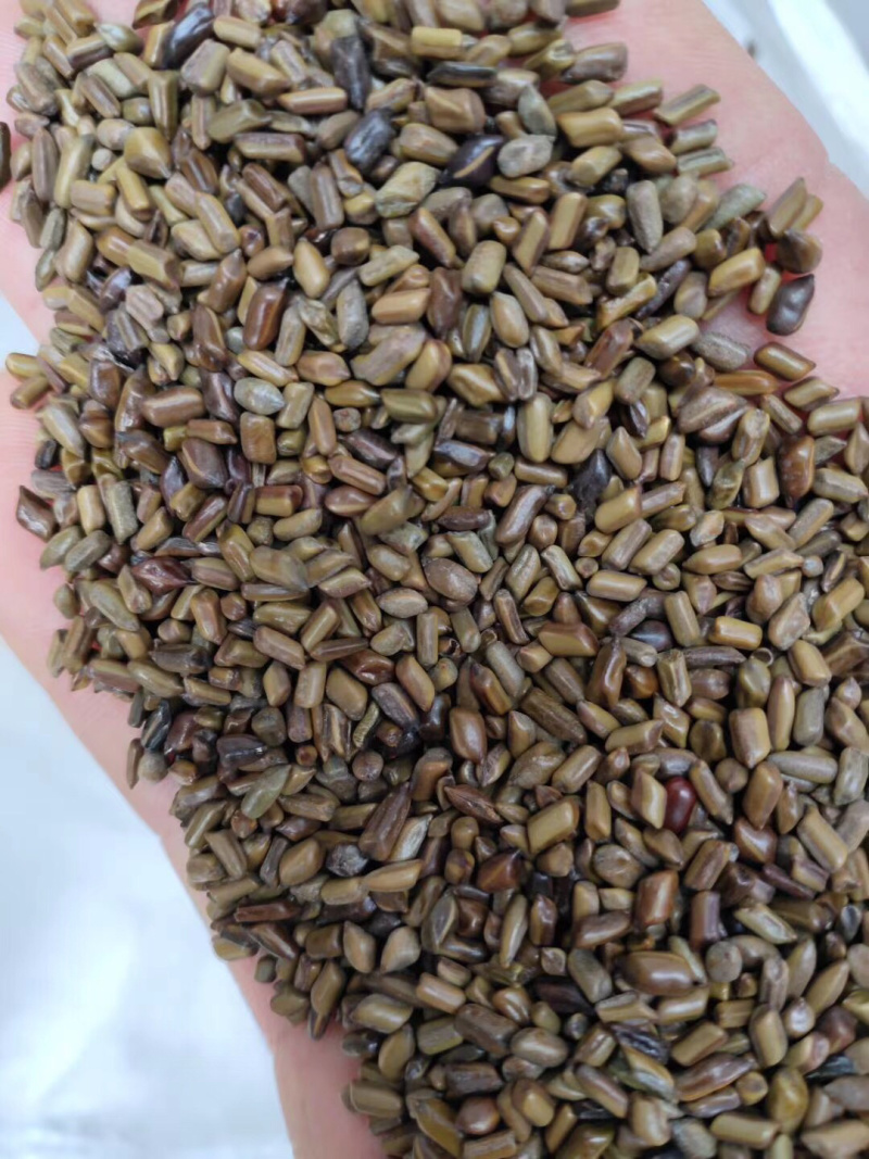 决明子泡茶，枕头纯净货，干净没杂质