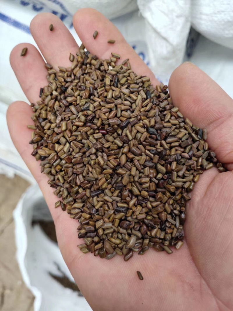 决明子泡茶，枕头纯净货，干净没杂质