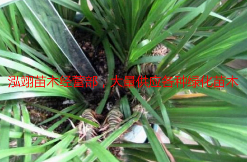 常年批发供应石菖蒲质量优价格低专业从事绿化苗木