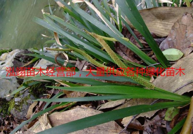 常年批发供应石菖蒲质量优价格低专业从事绿化苗木