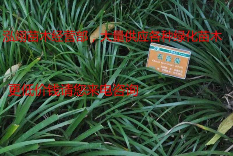 常年批发供应石菖蒲质量优价格低专业从事绿化苗木