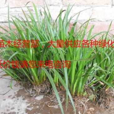 常年批发供应石菖蒲质量优价格低专业从事绿化苗木