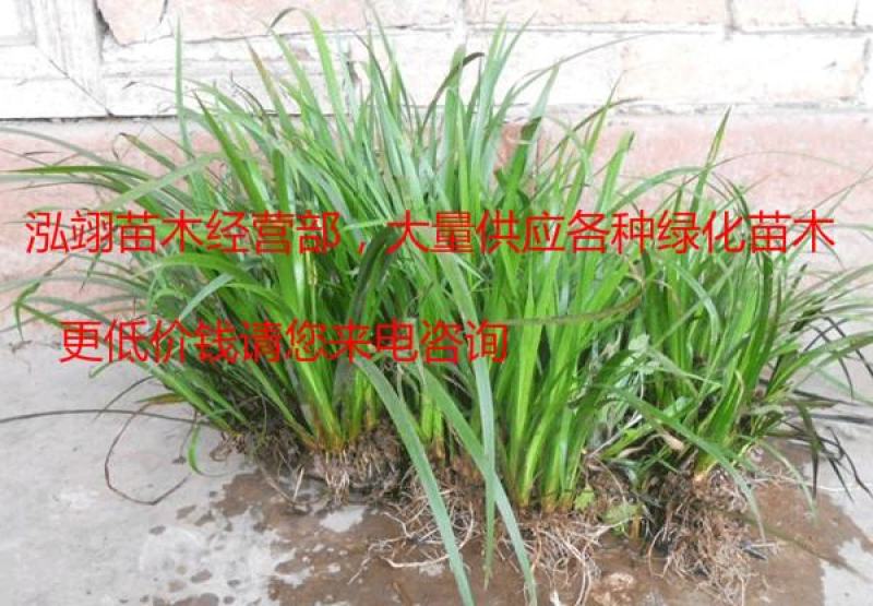 常年批发供应石菖蒲质量优价格低专业从事绿化苗木