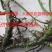 常年批发供应石菖蒲质量优价格低专业从事绿化苗木