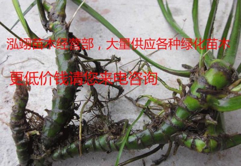 常年批发供应石菖蒲质量优价格低专业从事绿化苗木
