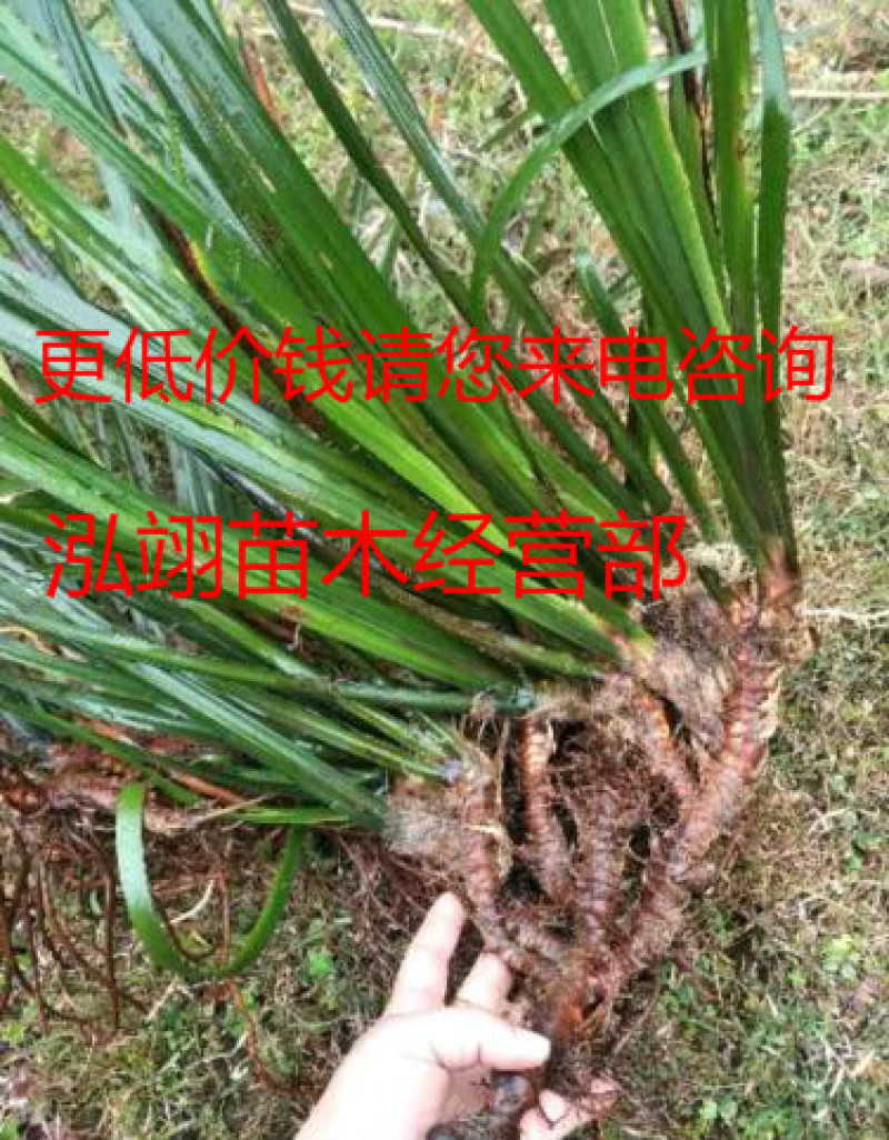 常年批发供应石菖蒲质量优价格低专业从事绿化苗木